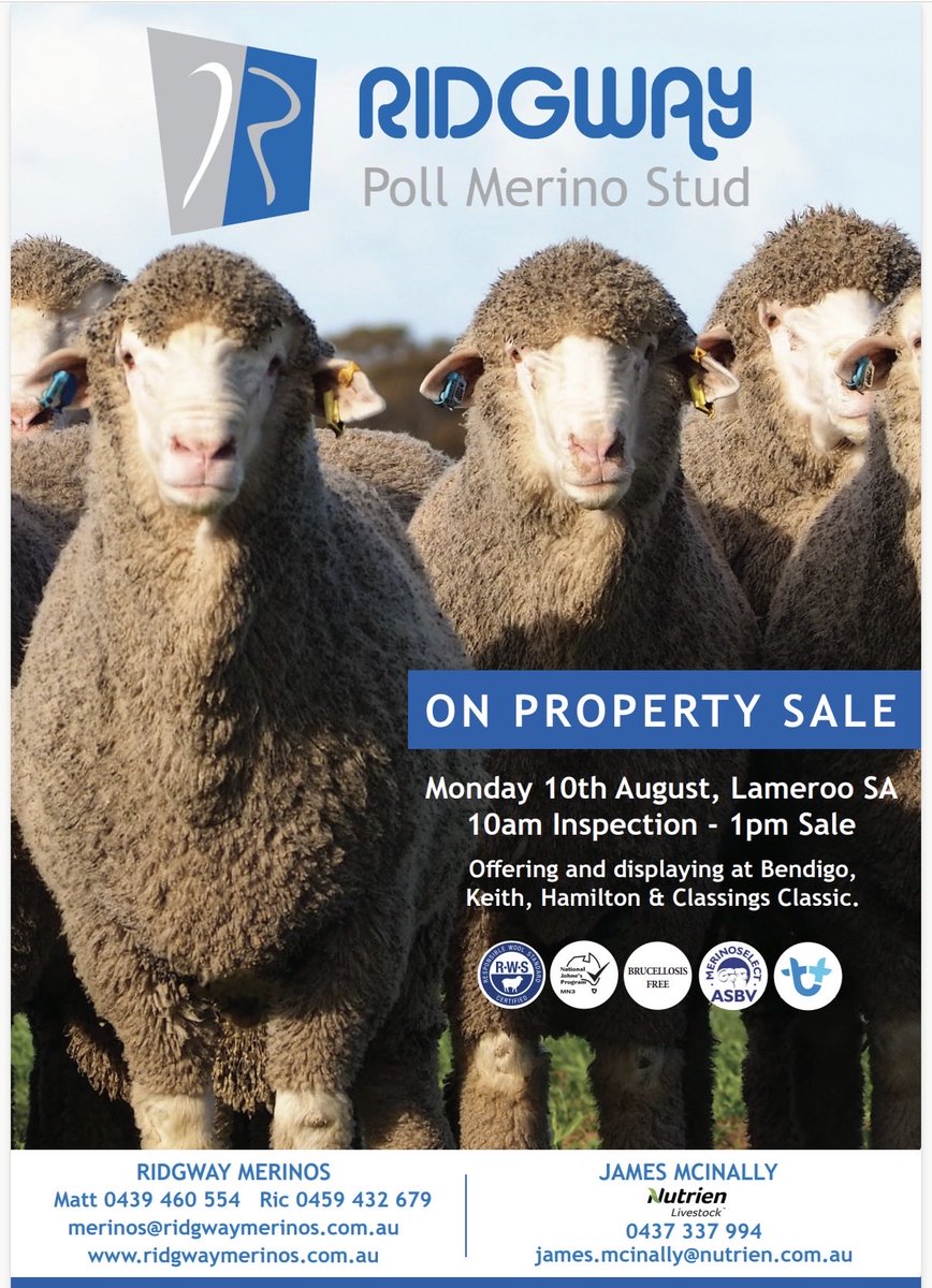 JMcInally25's tweet photo. Ridgway Poll Merino Ram Sale tomorrow! Great chance to grab some elite genetics after another brilliant rain. 
Interfaced with Aplus if you can’t get there. 🐏
James McInally
0437 337 994 https://t.co/eqPfjMlqB8