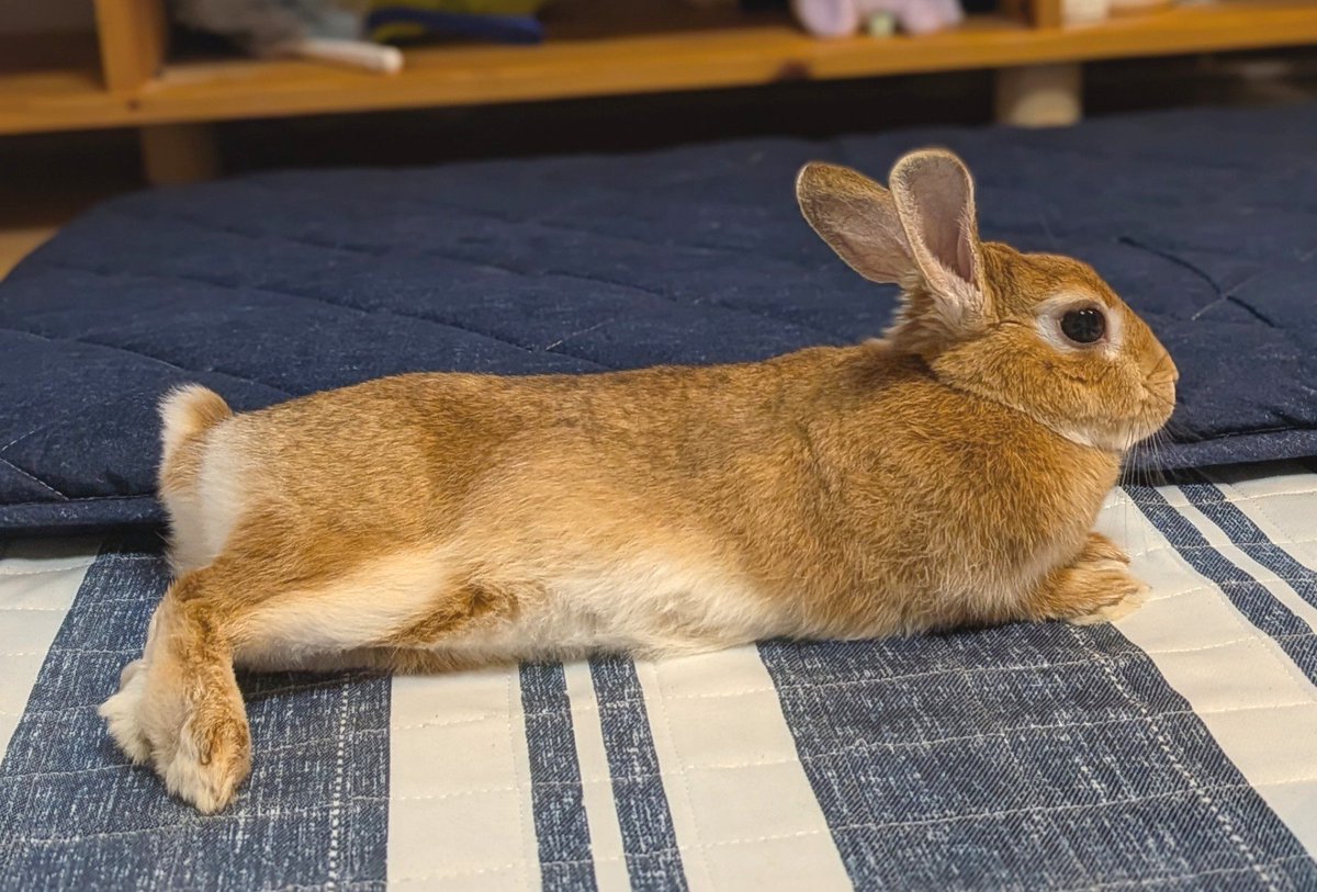 rabbit_sora_'s tweet photo. 今日のそら🐰
#うさぎ https://t.co/HSG677CNAr