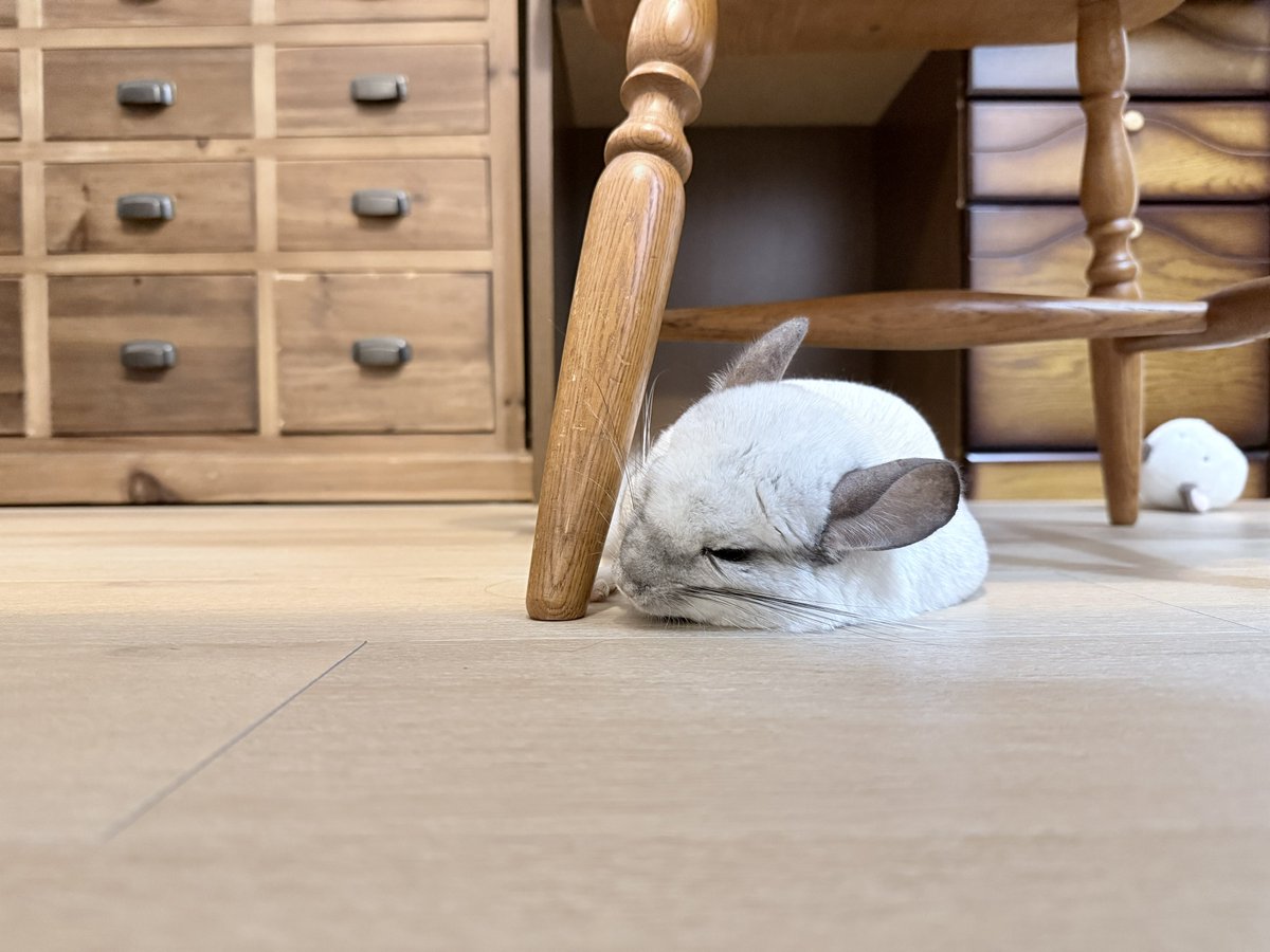 ChinchillaPoro's tweet photo. 暑さで溶けちゃった……ってコト……⁉︎

#チンチラ #chinchilla https://t.co/rHBufJlmFh