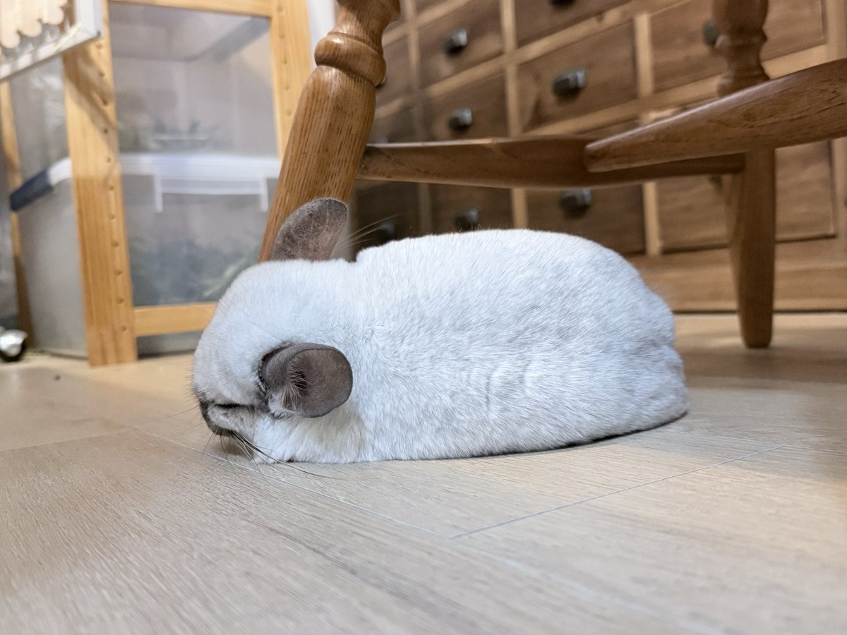 ChinchillaPoro's tweet photo. 暑さで溶けちゃった……ってコト……⁉︎

#チンチラ #chinchilla https://t.co/rHBufJlmFh