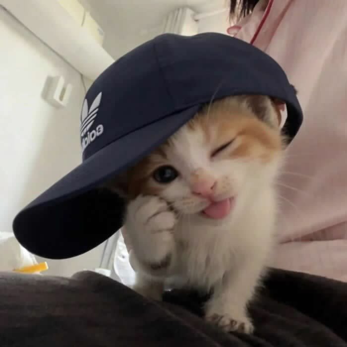 nekocatts's tweet photo. I have style https://t.co/5IeL52NFCI