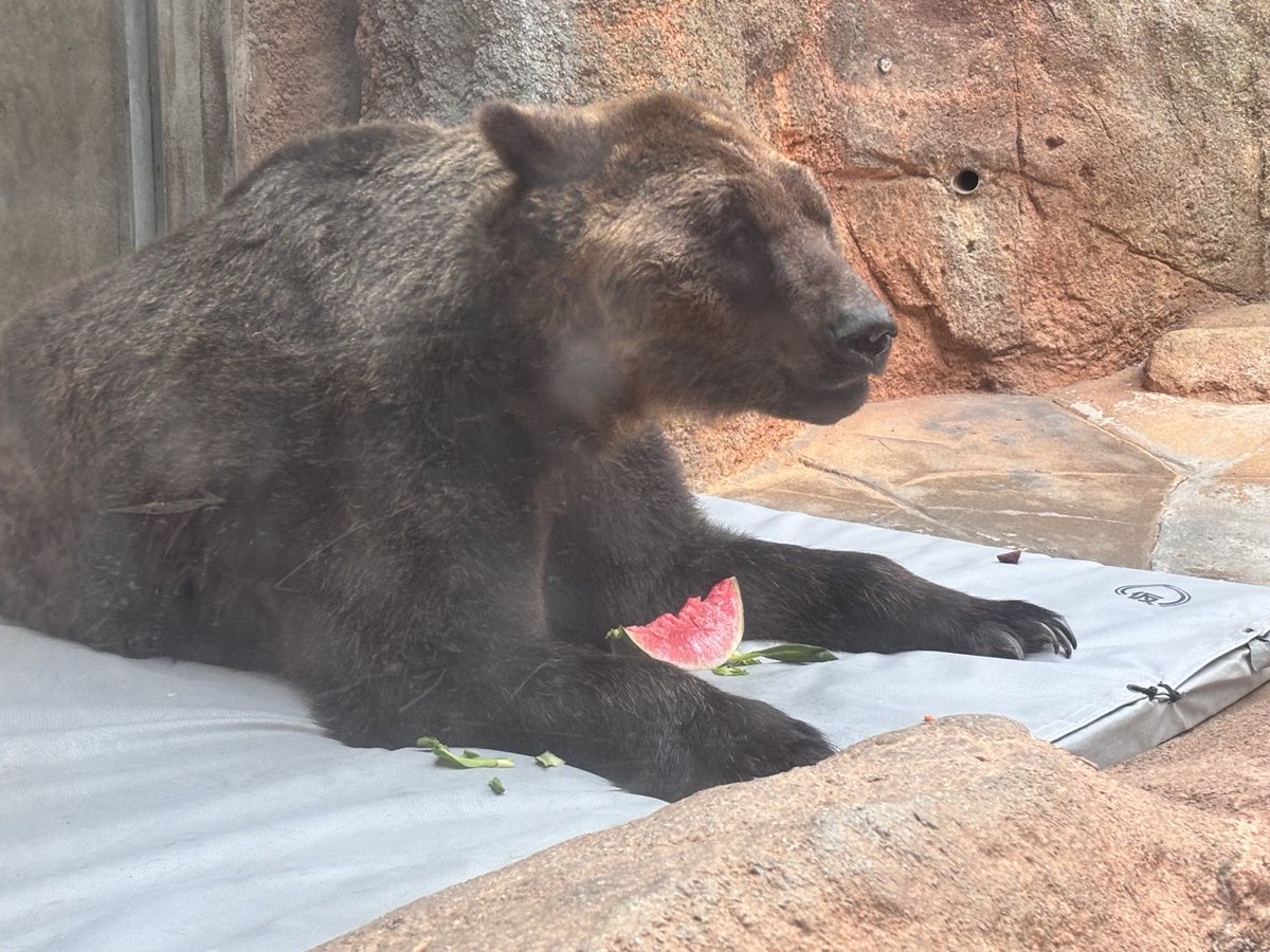 kobeojizoo's tweet photo. エゾヒグマのロクジにも、スイカをプレゼントしました🍉 https://t.co/dlrxM9Es1f