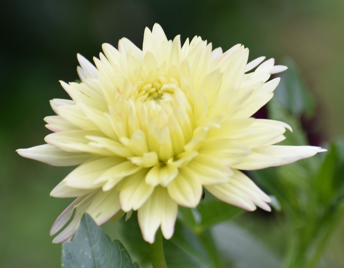sowdMJ's tweet photo. Good Sunday morningโ๏ธ๐ผ๐
#mygarden #SundayYellow #FlowersonX #dahlia https://t.co/krXSEutx4V
