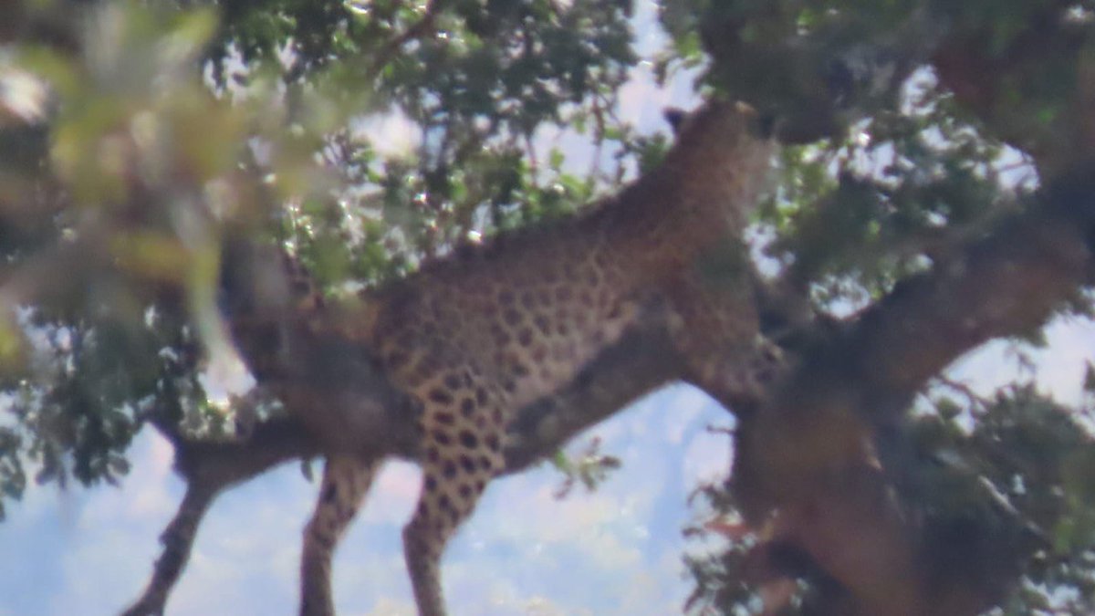 LatestKruger's tweet photo. 11:45am
1 Leopard in a tree
H1-1, 2km E of Shitlhave dam
Near Pretoriuskop
3/5
Tinged by Excellent https://t.co/saZYq7MnVU