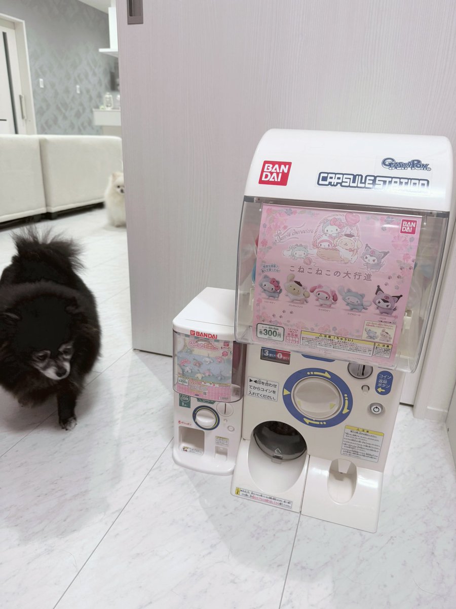 nr_une_'s tweet photo. ガシャポンマシントライが届いたのでお家にある本物のガチャと並べてみた🩷🎀

ちっちゃくてｶﾜｲｲ~~（՞>⩊<՞）♡ https://t.co/100E4GBUEf
