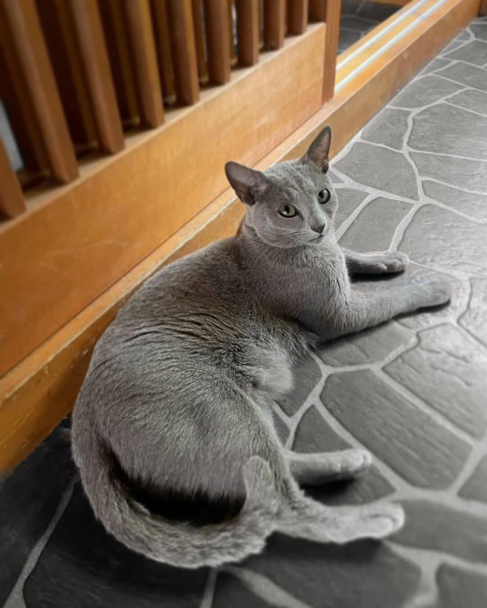 GatitaHimawari's tweet photo. 【拡散希望】

インスタのフォロワーさんが大切にしていたロシアンブルーのラフくんが、飼い主様が難産の出産で10日間入院している間にお家からいなくなってしまいました。

宮城県白石市です。
人馴れしてる子なので、どちらかで保護されているかも知れませんが、白石市の方いましたら拡散お願い致します❗
#迷子猫 #ロシアンブルー #白石市迷子猫