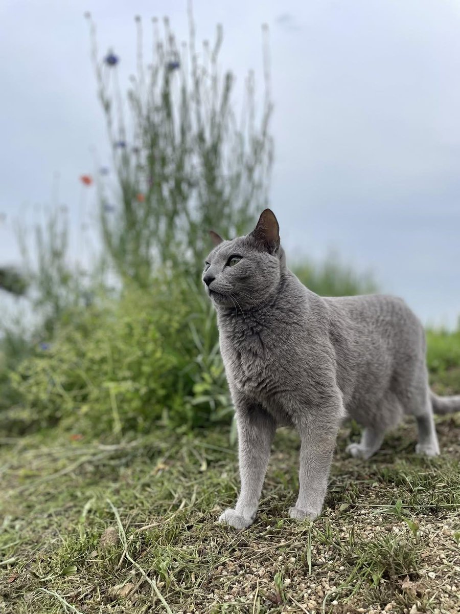 GatitaHimawari's tweet photo. 【拡散希望】

インスタのフォロワーさんが大切にしていたロシアンブルーのラフくんが、飼い主様が難産の出産で10日間入院している間にお家からいなくなってしまいました。

宮城県白石市です。
人馴れしてる子なので、どちらかで保護されているかも知れませんが、白石市の方いましたら拡散お願い致します❗
#迷子猫 #ロシアンブルー #白石市迷子猫