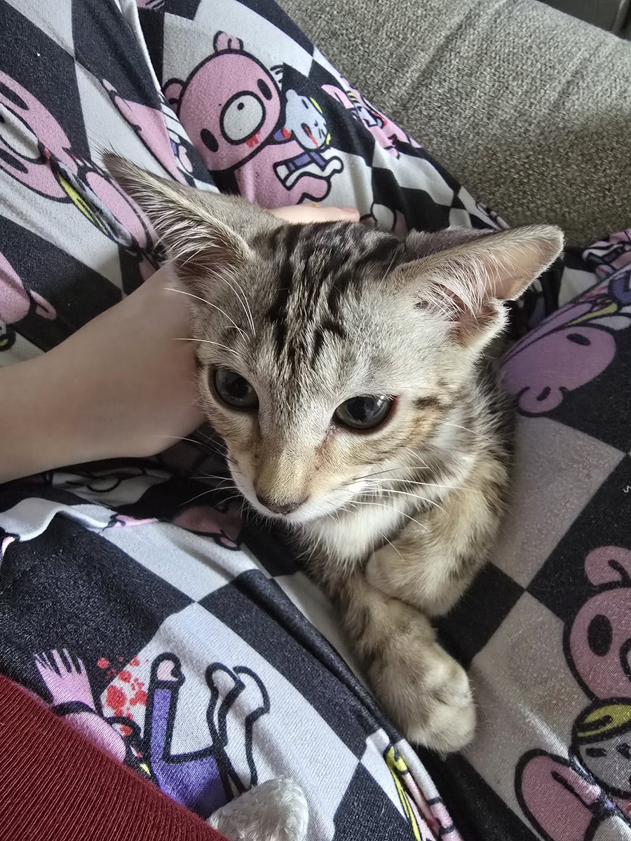 morrenxx's tweet photo. he says hi https://t.co/KlL1VgSvPM