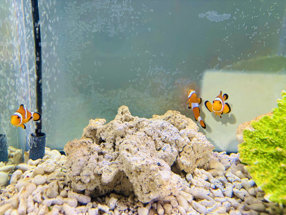 sumika_amimi's tweet photo. 素敵な景色と生き物達🐠💭 https://t.co/XbtJBkhPUf