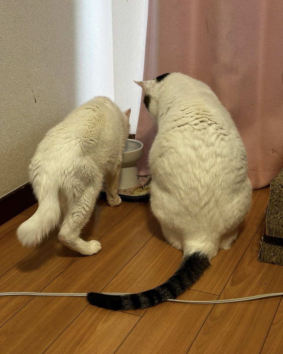 SternNorden's tweet photo. ♯今日の猫様

←22歳
→15歳

給水見守り中 https://t.co/SoDoni2Js7