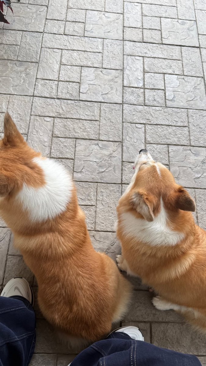 sillybearrrrr's tweet photo. อยากเจอเด็ก ๆ 🐶🍑🤏🏻 https://t.co/DsqZZ0a1rM