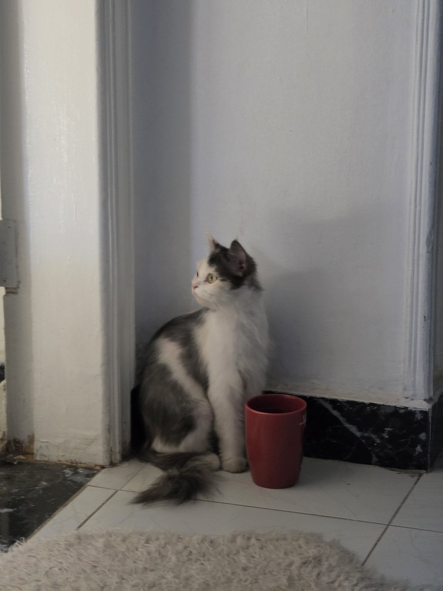 Lobna_257's tweet photo. Stray cat looking for her forever home! She's 1, great health and super sweet! 
Please share and message me if you want to adopt her.

القطقوطة دي متسربة. عندها سنة ومحتاجه حد يتبناها. لو حد مستعد يبعتلي. بليز رتويت. https://t.co/jCz2JY4YjL