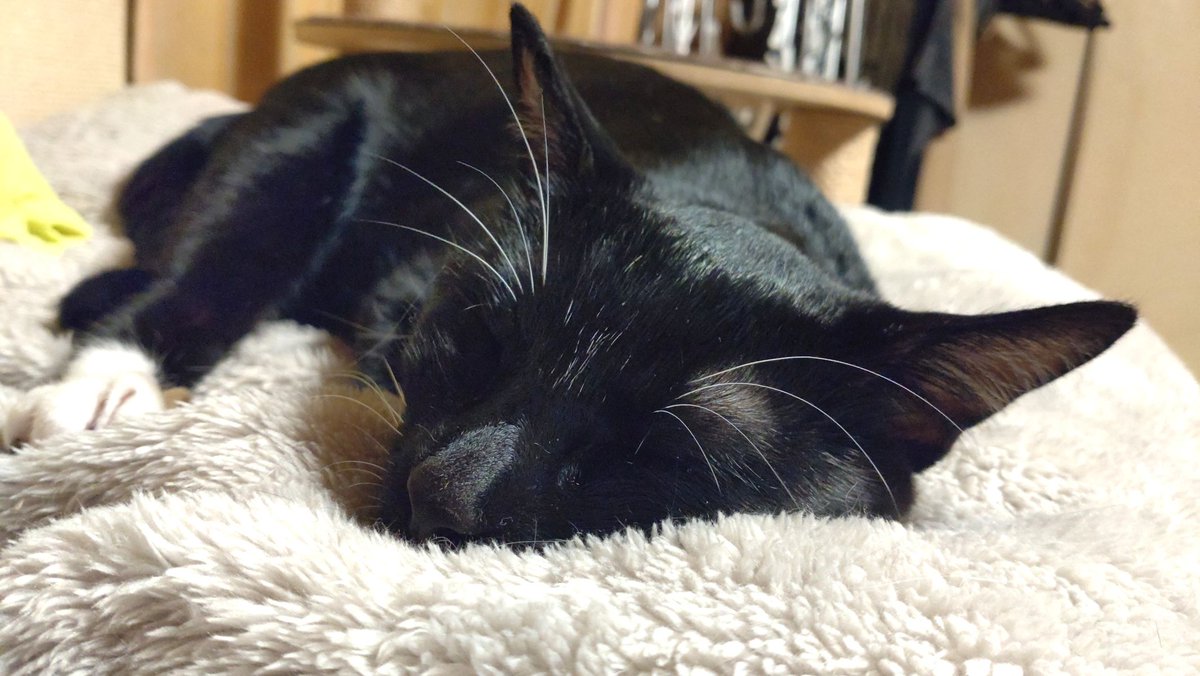 jp_sight's tweet photo. Sleepy Friday from Japan too! 💤🇯🇵

I wonder if Keira is having the same dream as Linus. 😸
Maybe every day is a sleepy day in the cat world. 🐈‍⬛💤 https://t.co/LeCPv3f9Sb
