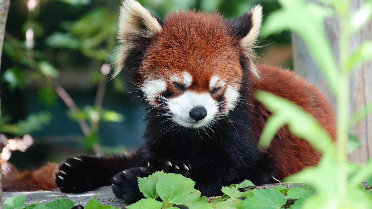 komabaZooPhoto's tweet photo. 完璧な日陰！
真ん中にプーアルが休んでます

#レッドパンダ #redpanda #レッサーパンダ #プーアル https://t.co/dU9ouwJ9WF