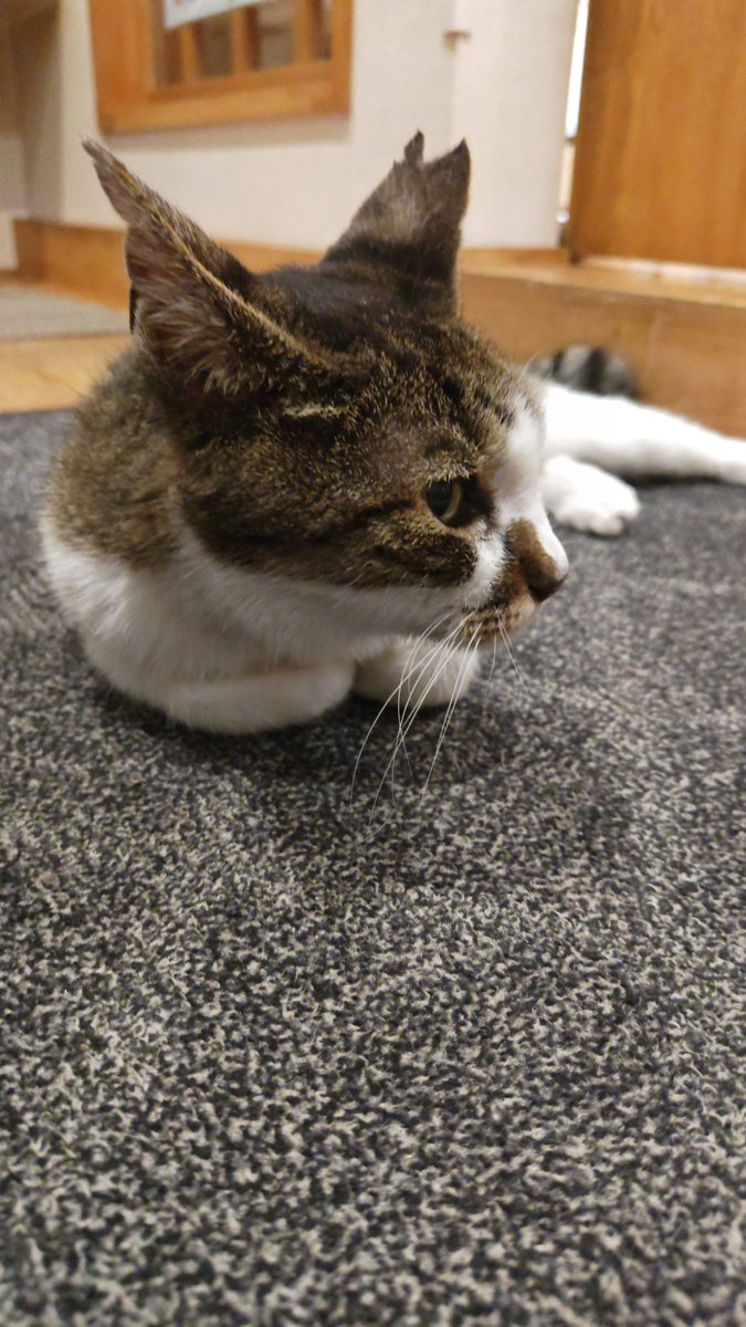 nyamochang's tweet photo. 巣本温泉に行ったら、かわいい猫ちゃんがお出迎えしてくれました。
店主の方が覚えてくれていて嬉しかったです。
珍しいビールが売っていたので買いました、自分の誕生日にでも飲みます。 https://t.co/aUxroczEiE