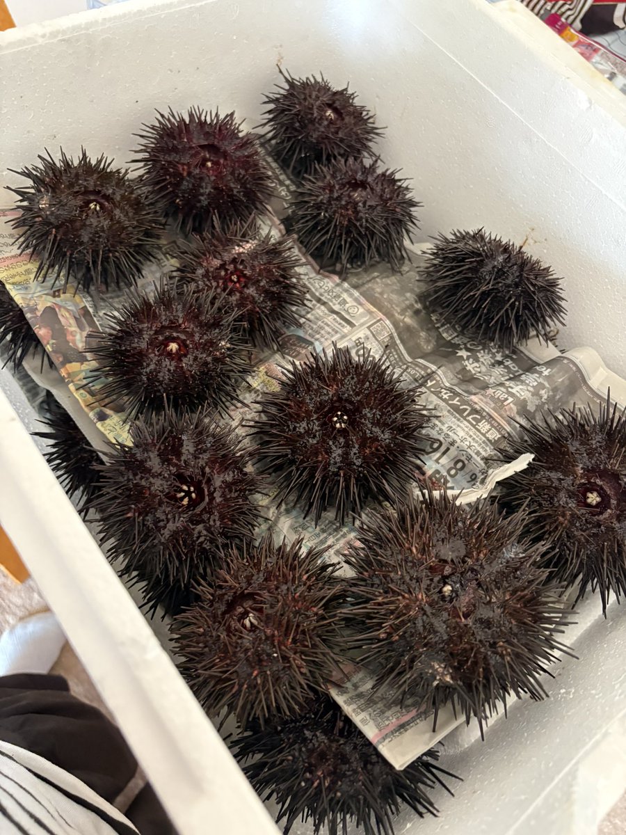 mizukusakingyo's tweet photo. お墓まりにの為帰省
同級生の所に立ち寄ったら
びっくりする量の雲丹頂いた
みんなでお腹いっぱい頂きました。
久しぶりに函館市内観光し
母を日帰り温泉へ連れて行き
明日は函館山登山予定😊 https://t.co/pvTEfTAczB
