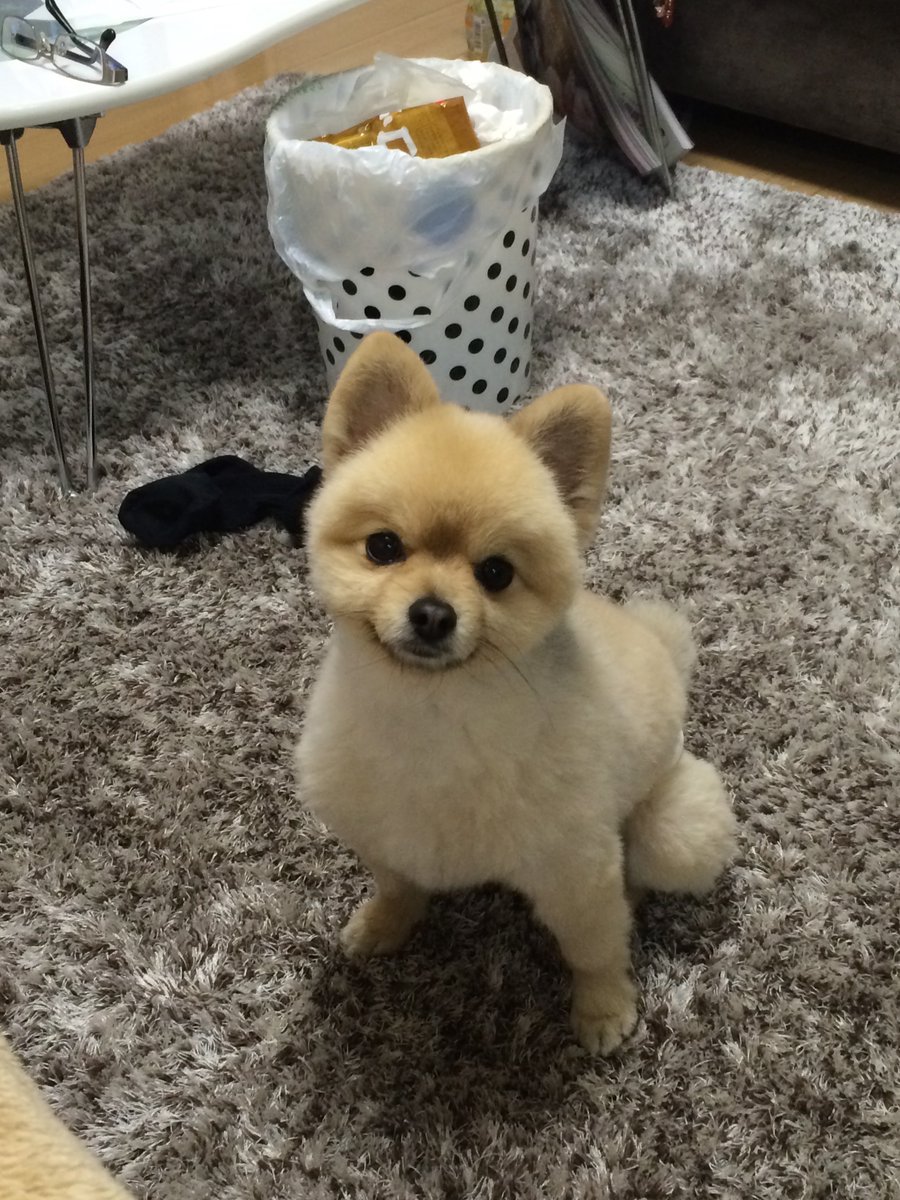 meme3gc's tweet photo. 愛犬りくが亡くなりました。
可愛がってくださった方々、
ありがとうございました。 https://t.co/lKtnXeIWBk