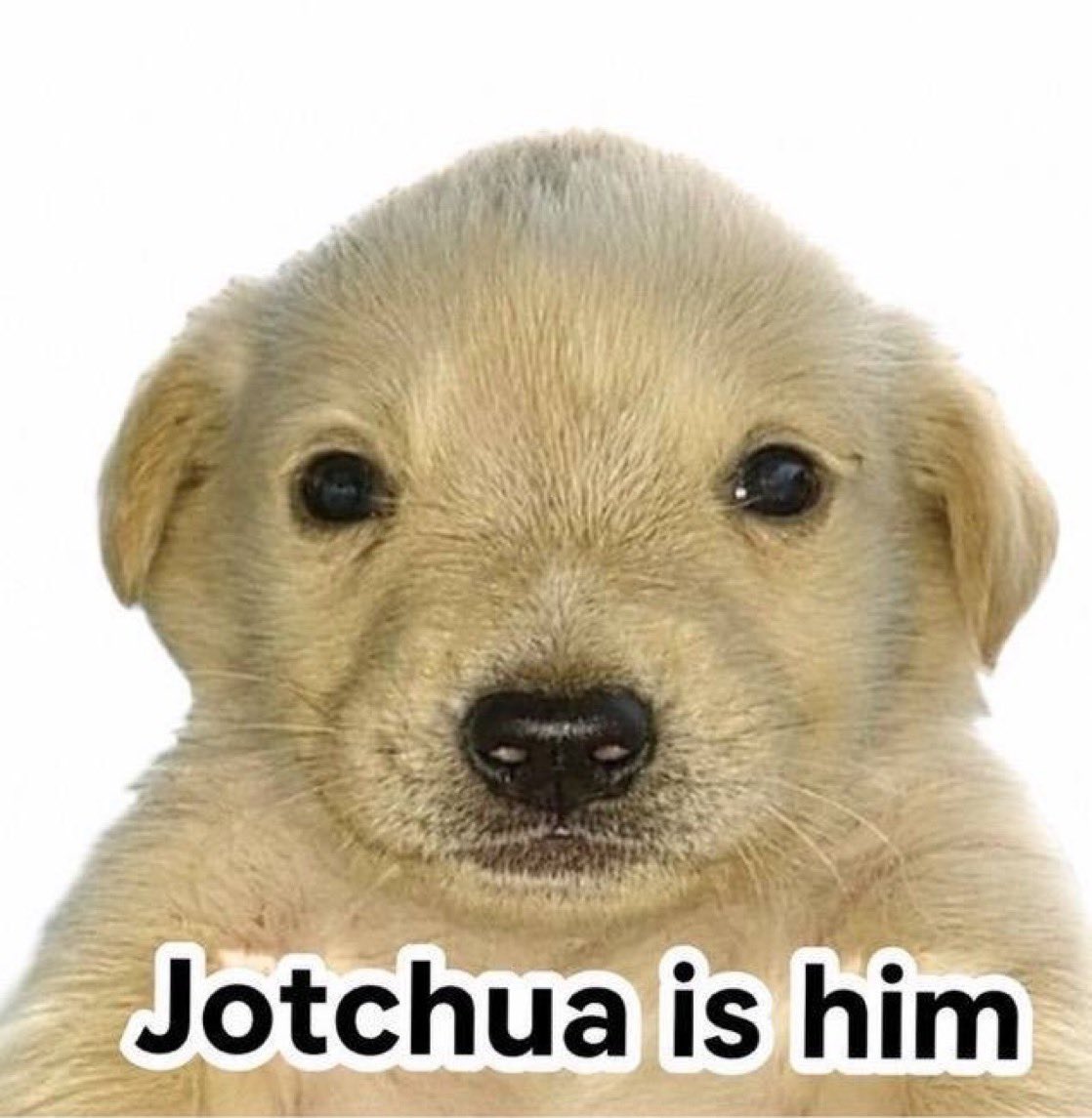 Jaspeeroo's tweet photo. The dog of the moment https://t.co/d2QsUK3nBS