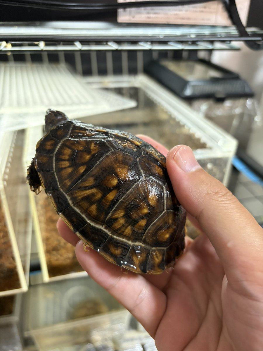 supponn's tweet photo. 配合を食べはじめた途端この成長線
ブラックガルフ2号血統 https://t.co/vMIA8AmS2H