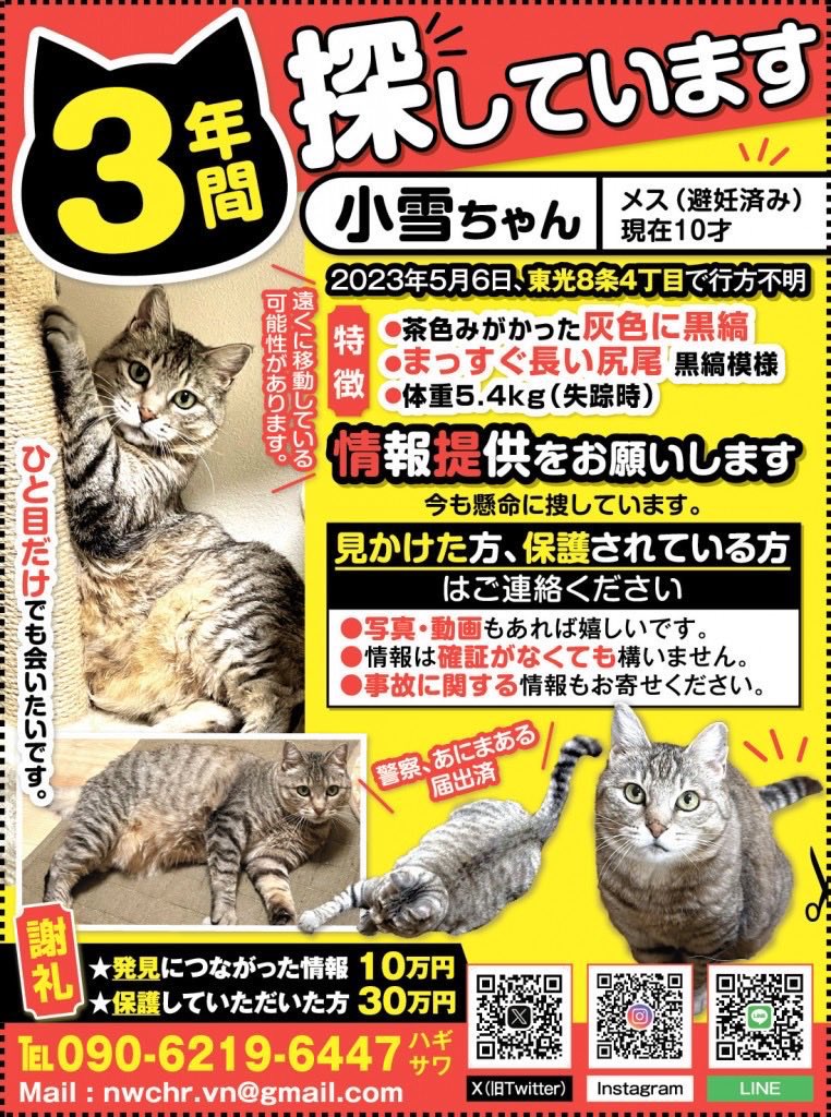 nekokoyuki0126's tweet photo. こゆちゃんが、今どこで何をしているのか考えない日はありません。
こゆちゃんに会いたくて、ひと目だけでも会いたいです…。高齢者が飼い猫かもと思いながら、保護できたからそのまま飼った、という話も数件ありました。
どうか情報をお願いいたします。
北海道、旭川の皆様、どうかお願いします。 https://t.co/K4uJaWQCmE