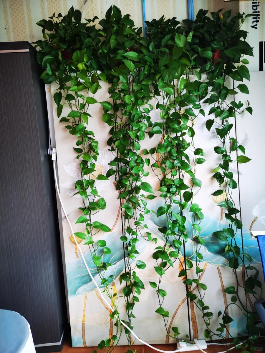 Lady3358's tweet photo. My first DIY macramé plant hanger turned out so cozy! Loving how this cord turned a boring corner of my balcony into a little green spot https://t.co/VxHQJMSpmM
