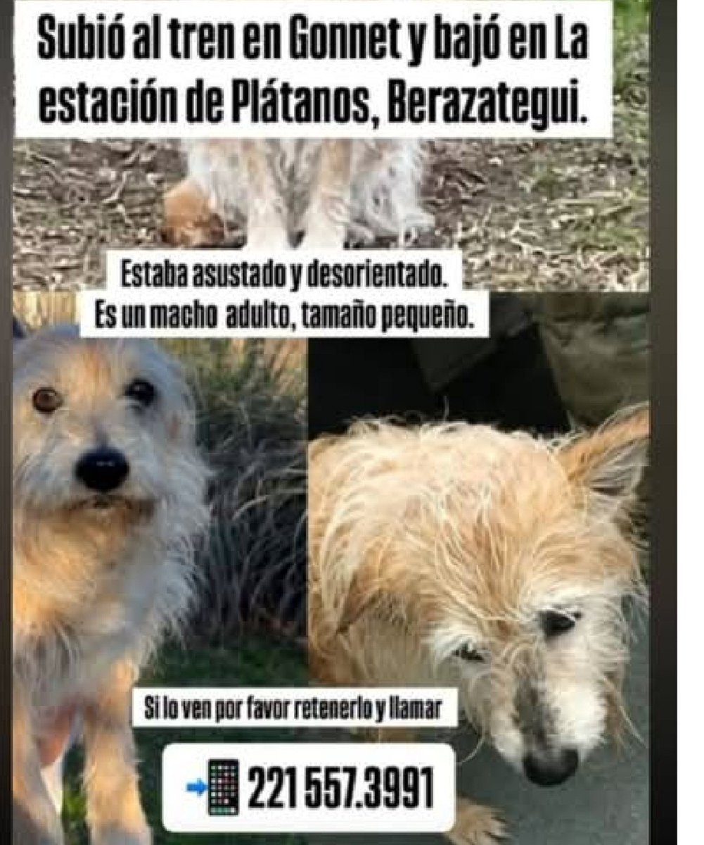 adrianacarr's tweet photo. Ayudemos a encontrar a Cusco. Andaba por el Roca. Puede haber bajado en cualquier estación, más probablemente ramal La Plata.

Se perdió el 6 de agosto. https://t.co/LWs7lkHGQt