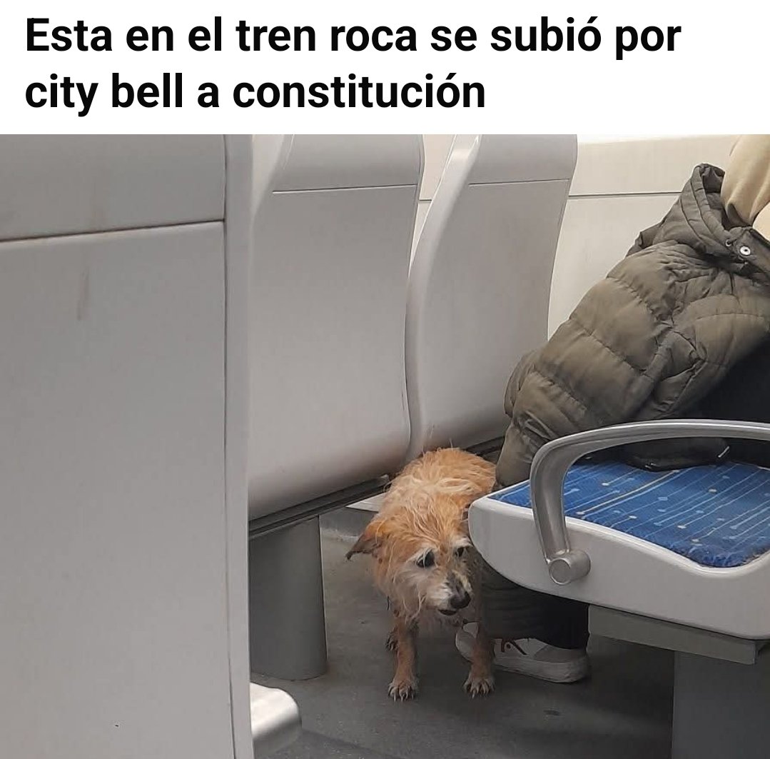 adrianacarr's tweet photo. Ayudemos a encontrar a Cusco. Andaba por el Roca. Puede haber bajado en cualquier estación, más probablemente ramal La Plata.

Se perdió el 6 de agosto. https://t.co/LWs7lkHGQt