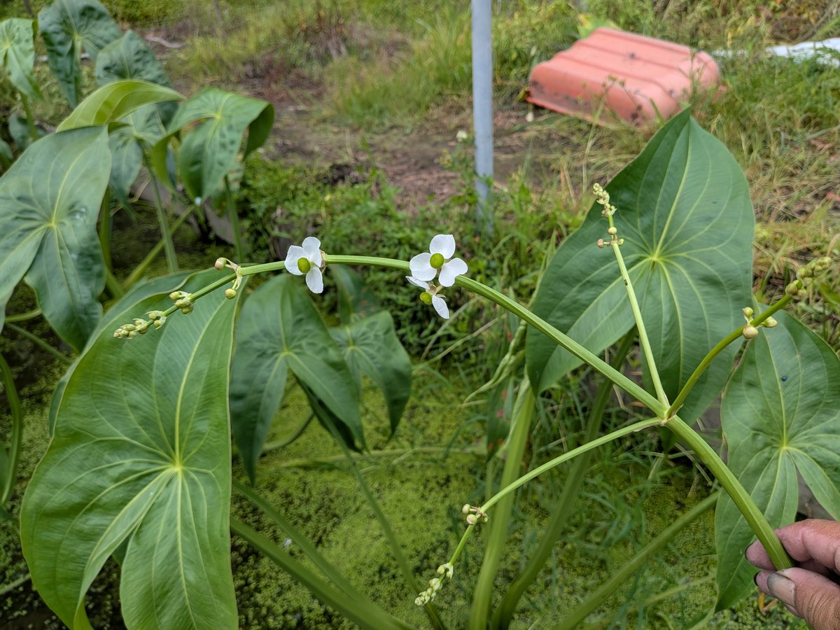 bunkefarm's tweet photo. 今日も…農魂💪

今日！私んちの山まで続く林道、1人💦除草剤撒きの予定だったけど、天気微妙で

クワイ田の草取と脇芽取りと葉掻き
クワイの花も咲き出したよ🥰…取るけどね💦…
クワイの花の花言葉…縁起がいい！
育ててる株の2割しか咲かない花😍ちぎるけどね😅
　
唯一の家庭菜園のハラペーニョ🤣 https://t.co/hJsK5BVBTh