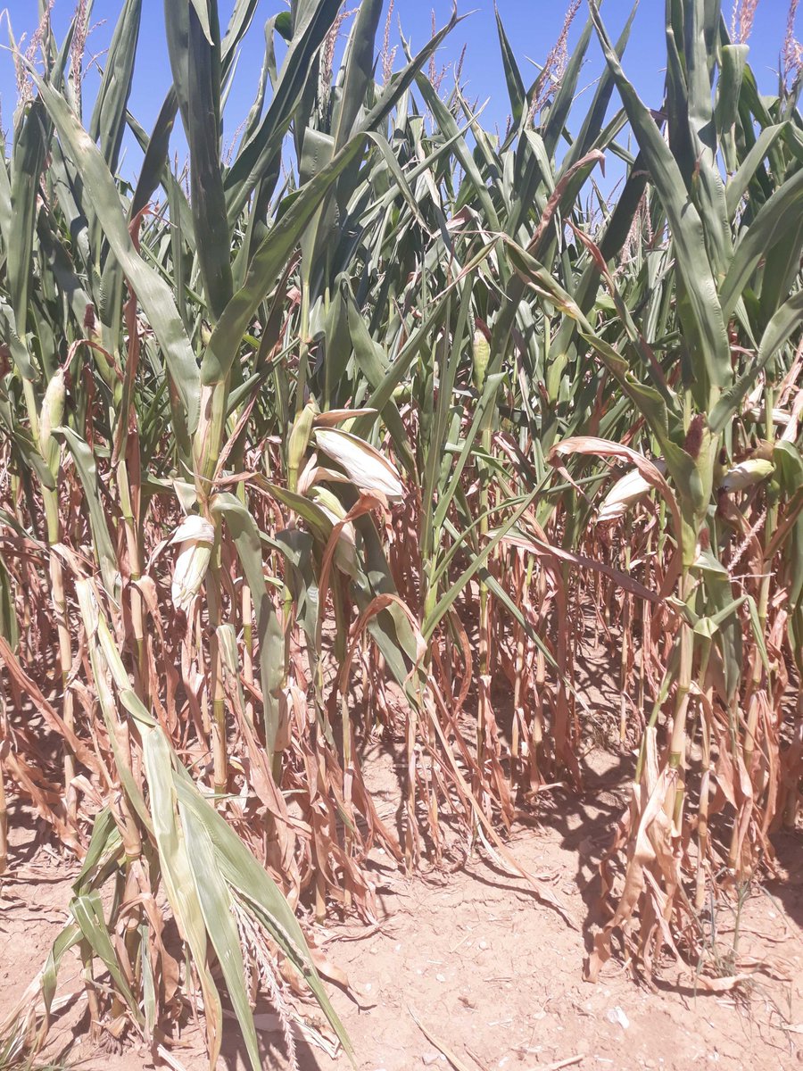 choedl's tweet photo. @factor_members In case someone is interested, this is what corn looks like in my region of (Upper) Austria. We are blessed with heavy soil that stores humidity pretty good but this year it was - and still is - too dry and too hot. I'm sure there are regions where it is even worse. https://t.co/3WlBWaBfbt