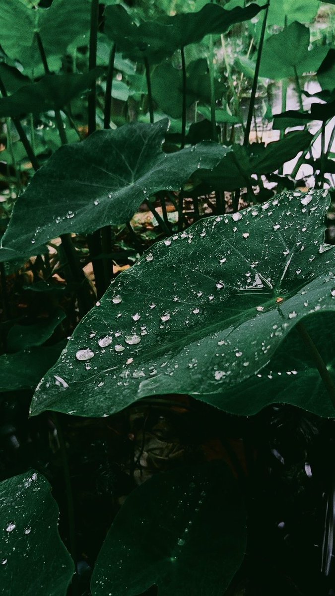 Realabhijeet2's tweet photo. After the rain, nature reveals its true beauty—fresh leaves, sparkling drops, blooming flowers, and a peaceful sky. 🌧️🌿✨
Sometimes, the most beautiful moments come after the storm. 🌈💚
#AfterRain #NatureBeauty #RainyVibes #FreshStart #sunday #photography https://t.co/Rj1lpkmOEv