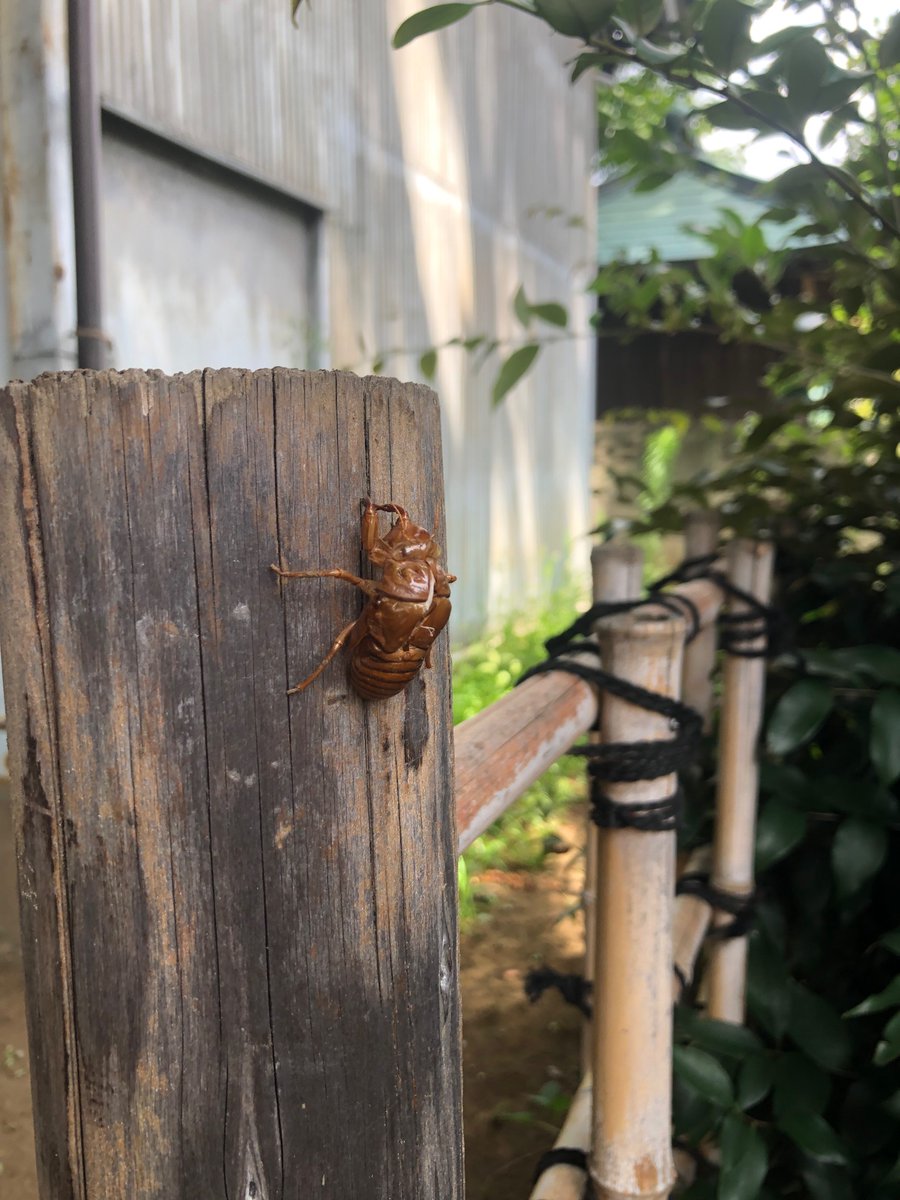 runva0429's tweet photo. 今日は軽めに11kmほど。最近神社ばっかり行っとる。
さあ、明後日から毎年恒例の関西遠征や。
#わた散歩　#ブラワタル https://t.co/SekbZ6f5is