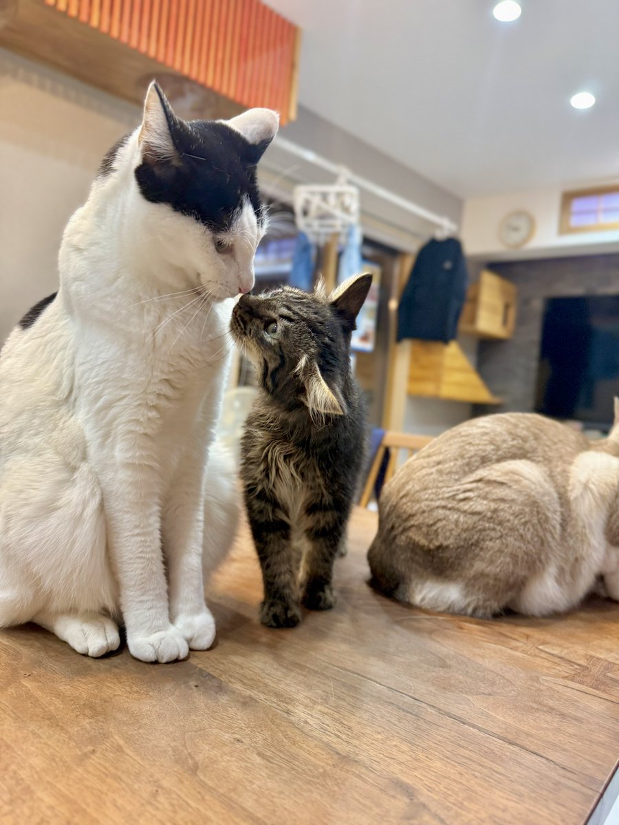 omochi_nam01's tweet photo. 先住猫と馴染むか心配していた、2週間前の私に見せてあげたい写真 https://t.co/pnyFqEuS4W