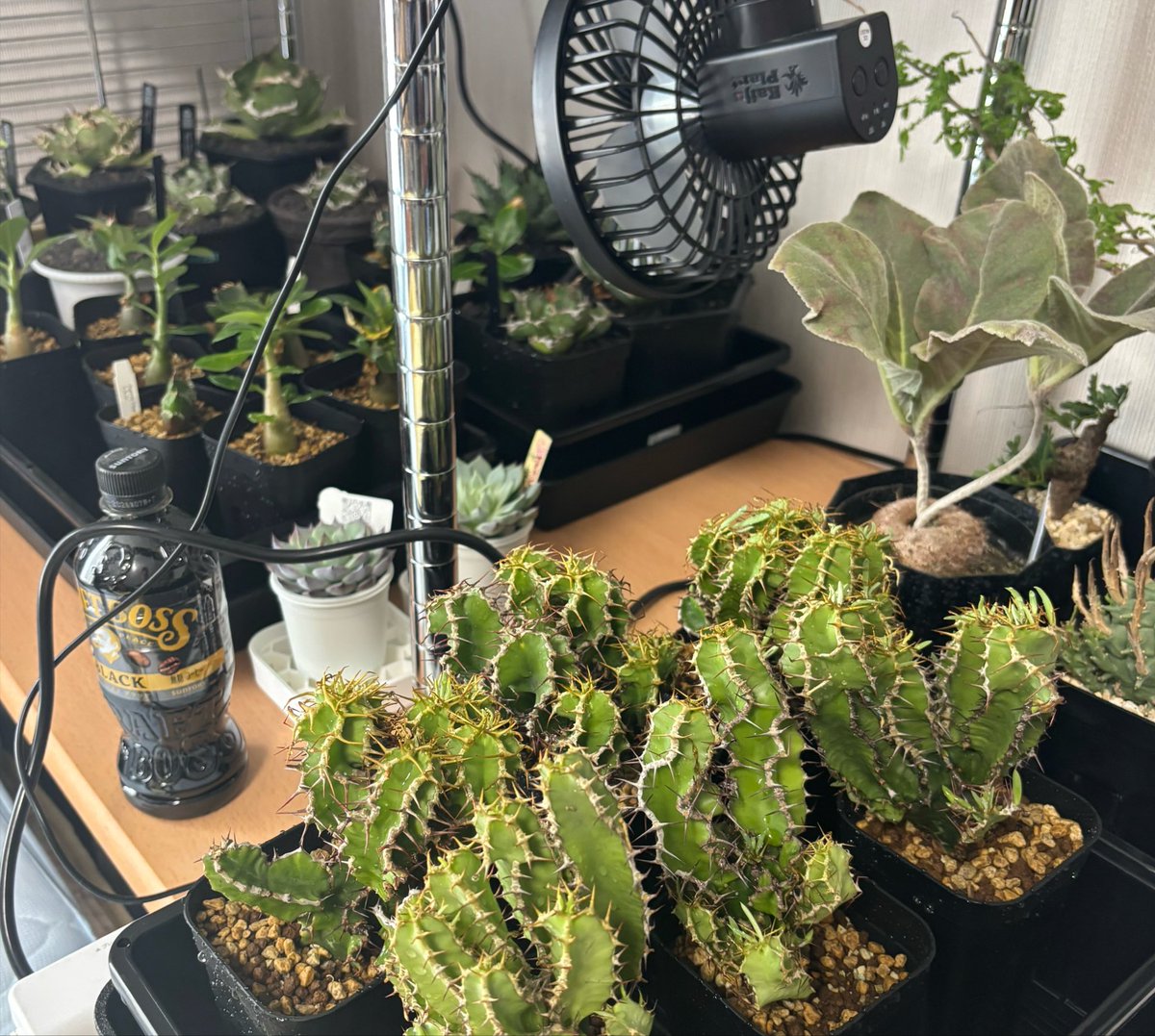 kdpn91's tweet photo. 最近は植物を育てるなどして穏やかに生きます。
酒も飲んでます。 https://t.co/AsEkKtddw5