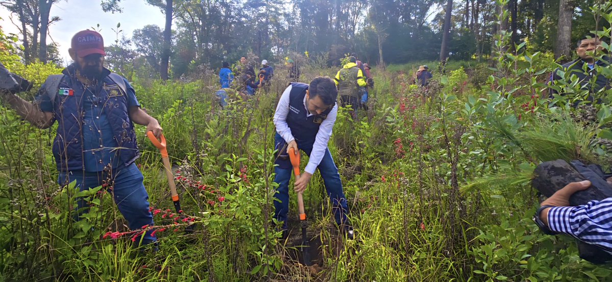 SEGOB_mx's tweet photo. La #JornadaNacionalDeReforestación es una acción colectiva para iniciar la transformación de nuestros ecosistemas y cuidar la biodiversidad de #México 🌳

🌱 Cada árbol cuenta. Cada acción suma 🙌🏻 https://t.co/39wsU0bn9U