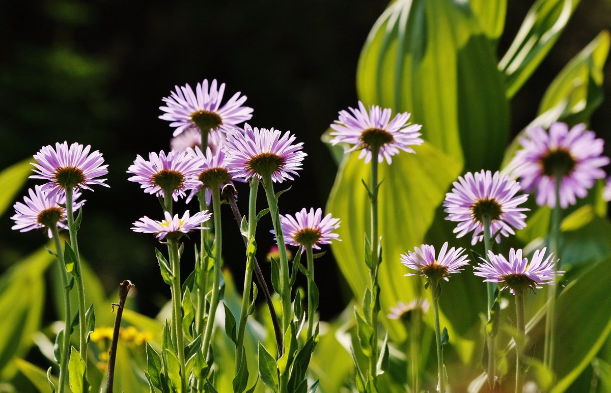 puckerbrush's tweet photo. @somurevix Wildflowers for you. https://t.co/KDtDRZ9dMZ