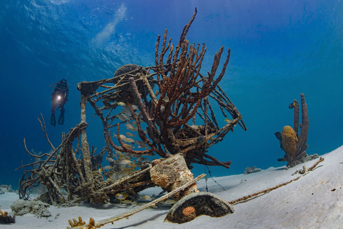 CuracaoTravel's tweet photo. Explore the magic hidden beneath the waves.🐠✨ #Curacao #feelitforyourself https://t.co/8XQ4BcK4TV