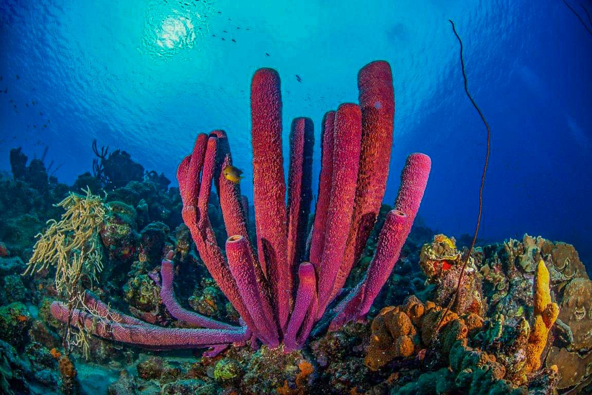 CuracaoTravel's tweet photo. Explore the magic hidden beneath the waves.🐠✨ #Curacao #feelitforyourself https://t.co/8XQ4BcK4TV