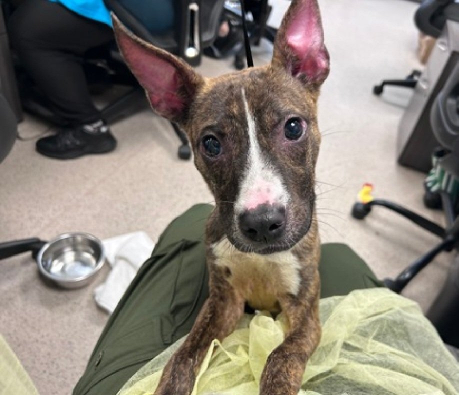 MorgFairsdogs's tweet photo. Bilbo 260441
Listed TBK 8/11
#NYCACC #RescueOnly
He is an adorable 15 lb, 1 yr old puppy
Underweight
Highly dog reactive, kennel fights, redirected to staff member resulting in bite
Needs all adult home
Help save Bilbo!
https://t.co/XeJ8LXN6lk
#Pledge4Rescue #foster #adopt https://t.co/hqfTsd4k5i