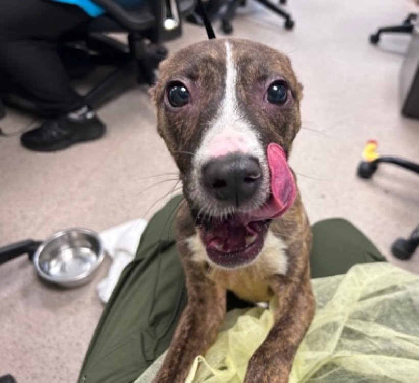 MorgFairsdogs's tweet photo. Bilbo 260441
Listed TBK 8/11
#NYCACC #RescueOnly
He is an adorable 15 lb, 1 yr old puppy
Underweight
Highly dog reactive, kennel fights, redirected to staff member resulting in bite
Needs all adult home
Help save Bilbo!
https://t.co/XeJ8LXN6lk
#Pledge4Rescue #foster #adopt https://t.co/hqfTsd4k5i