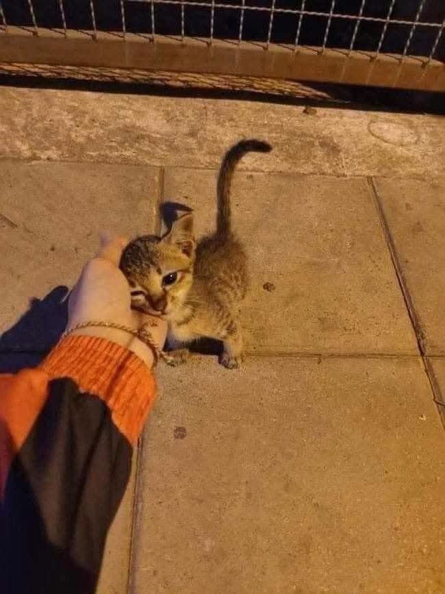 Animalesaprieto's tweet photo. Se amable con ellos, no tienes ni idea lo que han sufrido en las calles. https://t.co/4t8fOfJWET