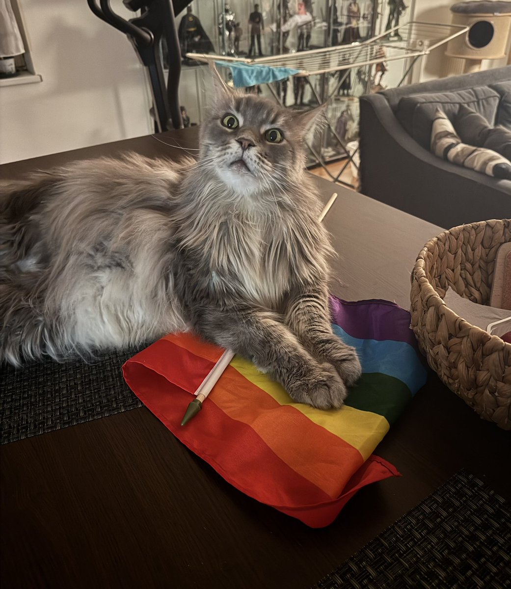 nedvidkovam's tweet photo. vcera byl pruvod prague pride i mezinarodni den kocek 😁 https://t.co/iVvwAwF4Vq