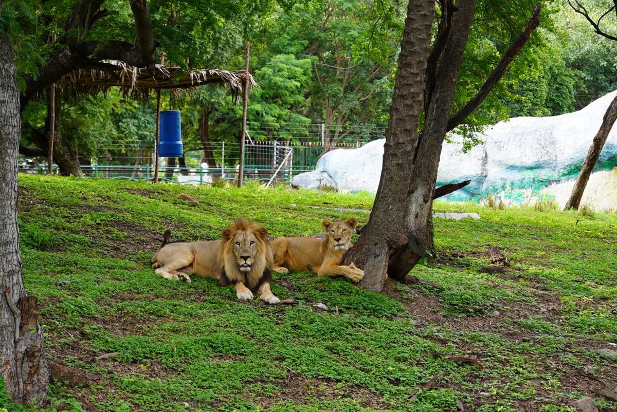 NewsMeter_In's tweet photo. World Lion Day at Nehru Zoological Park, Hyderabad

The Zoo Park marked World Lion Day (August 10) with an animal keeper talk, offering visitors insights into lions’ behaviour, feeding, vaccination and breeding programmes.

#WorldLionDay #Hyderabad #ZooPark #Wildlife https://t.co/OnpD14t0vo