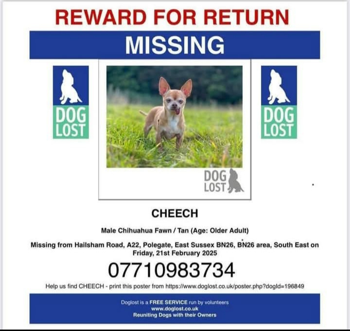 team_greenacres's tweet photo. 🚨📣🚨#SENIORDOG MISSING SINCE 21ST FEBRUARY 2025, EAST SUSSEX. HELP FIND CHEECH. SIGHTINGS NEEDED🚨📣🚨
#SeniorDogAlert Older, fawn, male #chihuahua Tongue sticks out
https://t.co/j6OdDQUhNm
📍Missing from: A Boarding Facility, Hailsham Road #Polegate #eastsussex BN26
🗓 Missing since: 21st February 2025
📞 Please Call Number On Poster Below👇 If You See Cheech👇
#teamgreenacres #stolendoghour #k9hour #rehomehour #lostdog #missingdog #founddog #stolendog #teamzay