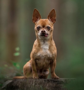 team_greenacres's tweet photo. 🚨📣🚨#SENIORDOG MISSING SINCE 21ST FEBRUARY 2025, EAST SUSSEX. HELP FIND CHEECH. SIGHTINGS NEEDED🚨📣🚨
#SeniorDogAlert Older, fawn, male #chihuahua Tongue sticks out
https://t.co/j6OdDQUhNm
📍Missing from: A Boarding Facility, Hailsham Road #Polegate #eastsussex BN26
🗓 Missing since: 21st February 2025
📞 Please Call Number On Poster Below👇 If You See Cheech👇
#teamgreenacres #stolendoghour #k9hour #rehomehour #lostdog #missingdog #founddog #stolendog #teamzay