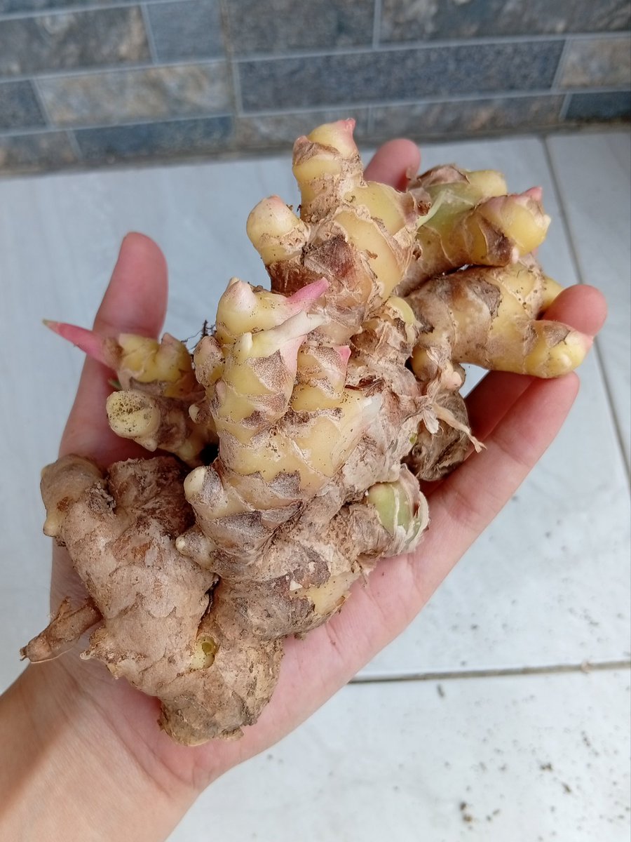 penaaa23's tweet photo. Dan ini hasil panen hari ini. Umurnya udah sekira berapa bulan ya? yang jelas udah lama. Dan hari tiba-tiba kepikiran buat cabut, padahal lagi gak butuh juga. Tapi lumayan, mau coba buat digoreng pake bawang dan cabe aja kayanya enak. https://t.co/HAbTDt77TA