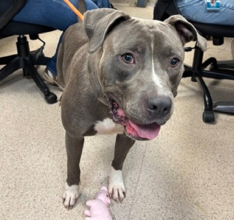 MorgFairsdogs's tweet photo. Bluee 258518
Listed TBK 8/11
#NYCACC #RescueOnly
He is a handsome 1 yr old puppy
Social & friendly with staff
Low threshold for arousal
Leash biting & jumping on kennel door
Help save Bluee!
https://t.co/5iS4fjls2x
#Pledge4Rescue #foster #adopt https://t.co/cSopAzplAX