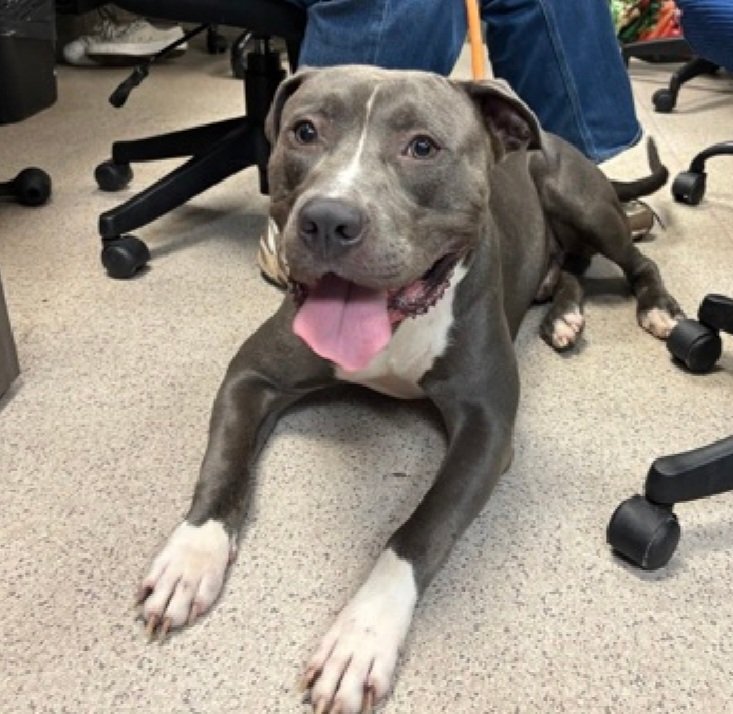MorgFairsdogs's tweet photo. Bluee 258518
Listed TBK 8/11
#NYCACC #RescueOnly
He is a handsome 1 yr old puppy
Social & friendly with staff
Low threshold for arousal
Leash biting & jumping on kennel door
Help save Bluee!
https://t.co/5iS4fjls2x
#Pledge4Rescue #foster #adopt https://t.co/cSopAzplAX
