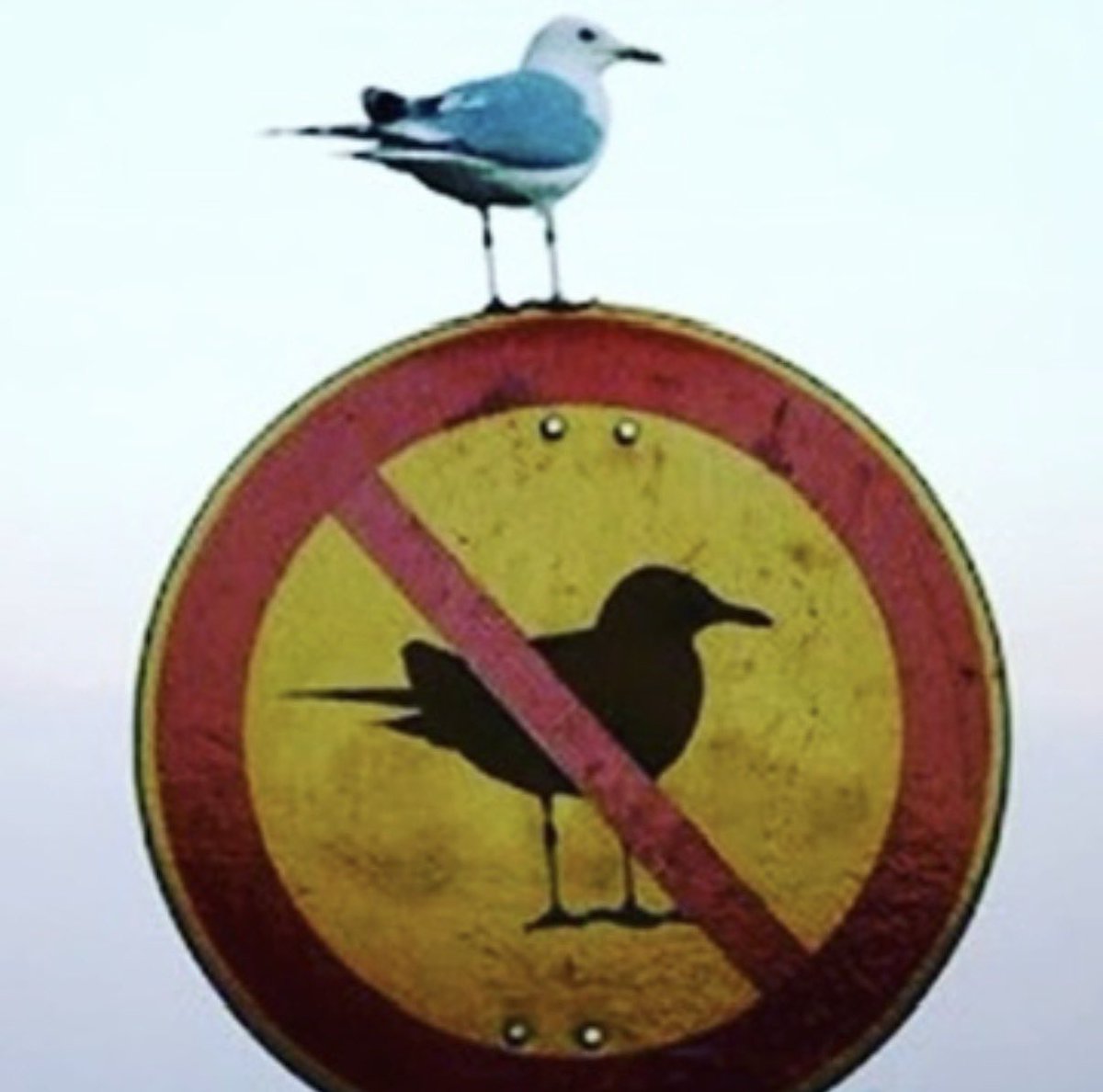 GasparsPlank's tweet photo. Be ungovernable https://t.co/eMy7OGY5nB