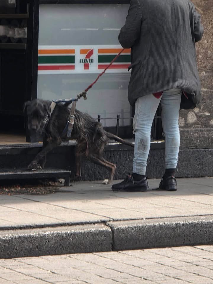 MorenaMia25's tweet photo. .@c4jimenez @AlessandraRdlv Perro vive bajo el maltrato de una persona en situación de calle.
Es evidente que lo tienen en los huesos y enfermo, la postura dice el miedo que le tiene.  Izazaga Local 1, Isabel La Católica 54, Cuauhtémoc, CDMX TODO EL CENTRO https://t.co/ZvXwvvgvLo