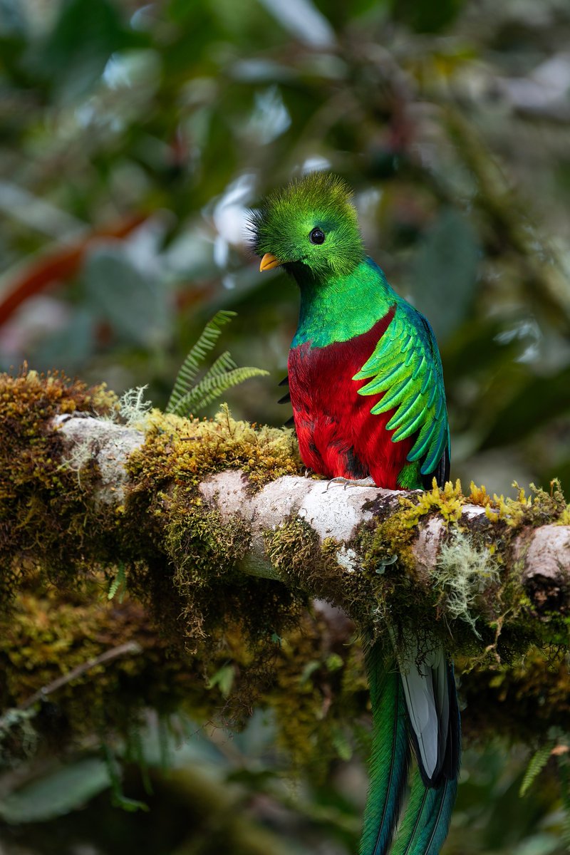 earthcurated's tweet photo. Few birds can rival the breathtaking beauty of the resplendent quetzal, celebrated as one of the most magnificent birds on Earth. https://t.co/YIEQkfpWzn